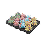 Echeveria Colored Splash Pastel Mix - 16 pièces - Ø6cm - ↕8cm