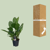 Aglaonema Stripes - Gros plan sur les feuilles uniques