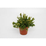 Plante artificielle Rhipsalis Mesembryanthemoides Ø12 cm H15 cm
