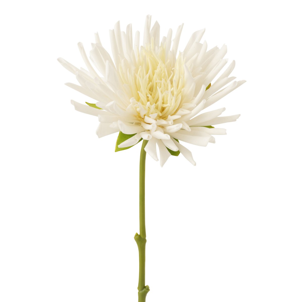 Mini chrysanthème blanc J-Line, vue de face avec détails réalistes