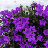 Lot de 2 campanulas Addenda violettes en pot 12 cm