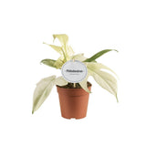 Philodendron Florida Ghost - Plante d'intérieur élégante avec feuillage unique