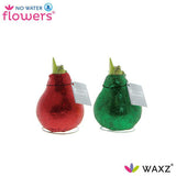 Amaryllis Glitterz Mix Rouge/Vert - Plante d'intérieur élégante avec fleurs vibrantes