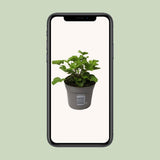 Pelargonium 'Nova' anti-Mosquito - Ø10,5cm - ↕20cm