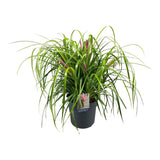 Billbergia Tears of Joy - 2424 cm - ↕70cm