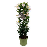 Plante artificielle Mandevilla Sundaville blanche en pot Ø24 cm