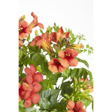 2X - Campsis Summer Jazz 'Fire Trumpet' - ↨65cm - Ø15