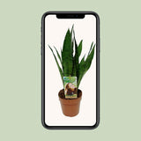 Sansevieria Zeylanica - Ø17cm - ↕60cm