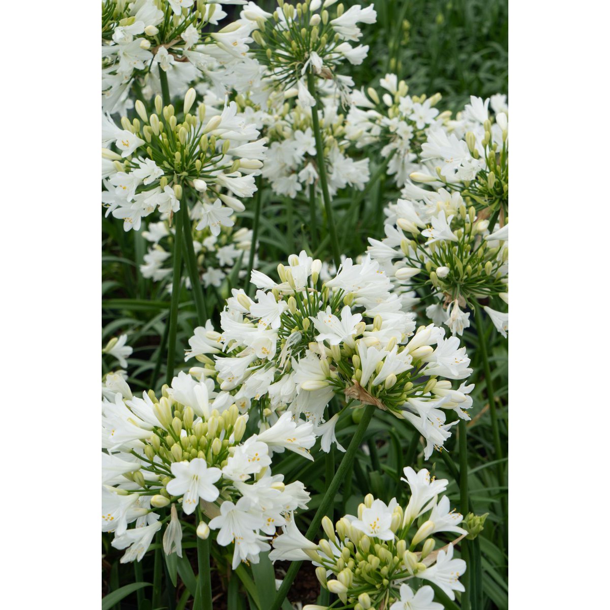 Agapanthus 'Ever White' exposé au soleil