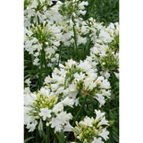 Agapanthus 'Ever White' exposé au soleil