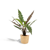Plante alocasia lauterbachiana Ø19 cm verte