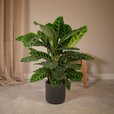 Calathea Zebrina - Ø19cm - ↕80cm