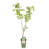 Plante artificielle Pyrus communis Doyenne du Comice 19 cm x 60 cm