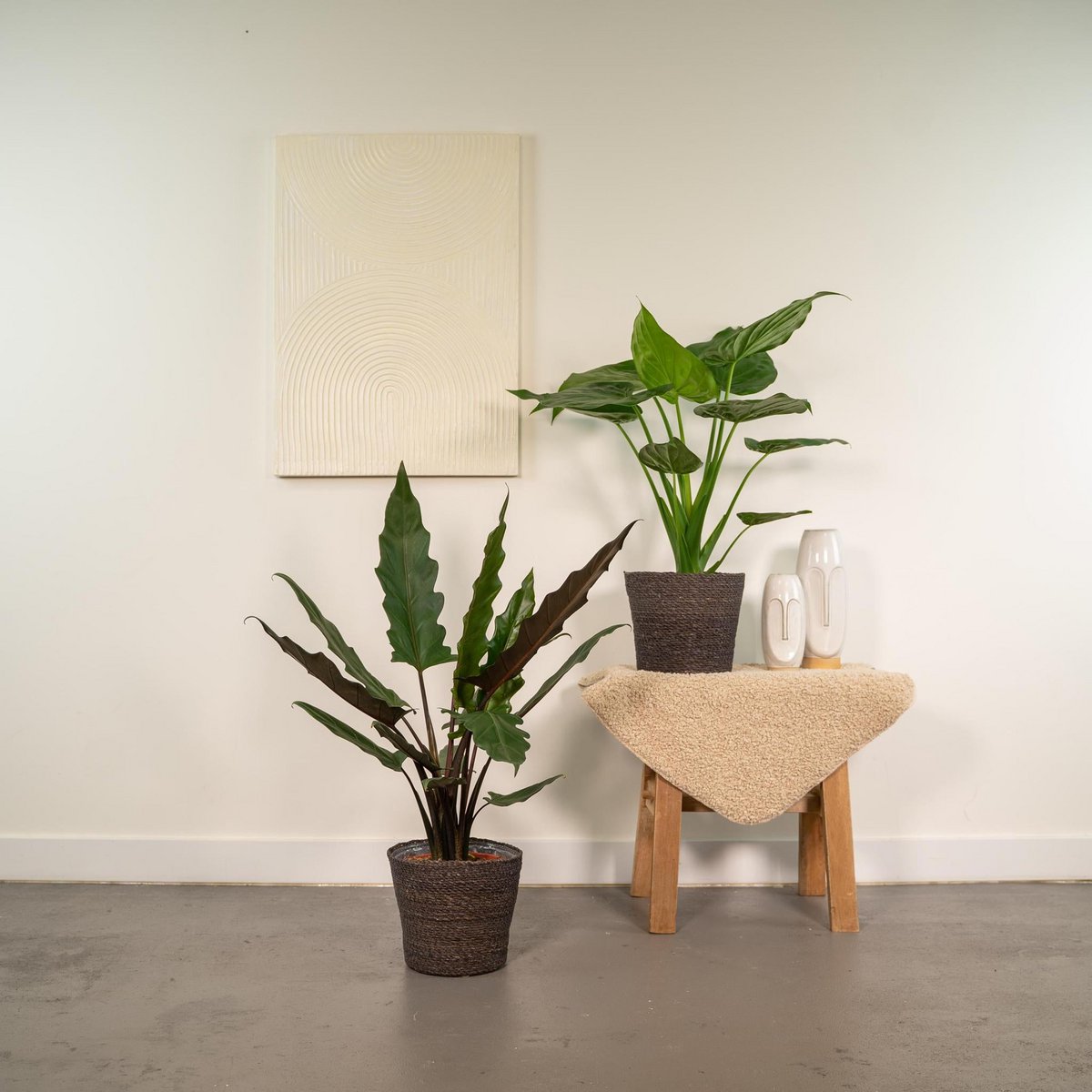 Lot de 2 plantes Alocasia en pot Ø19 cm