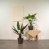 Lot de 2 plantes artificielles Alocasia en pot Ø19 cm