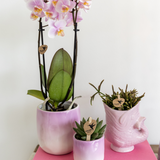 Cache-pot poisson en céramique rose Ø6 cm