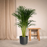 Dypsis Lutescens - Palmier Areca - Ø24cm - ↕120cm