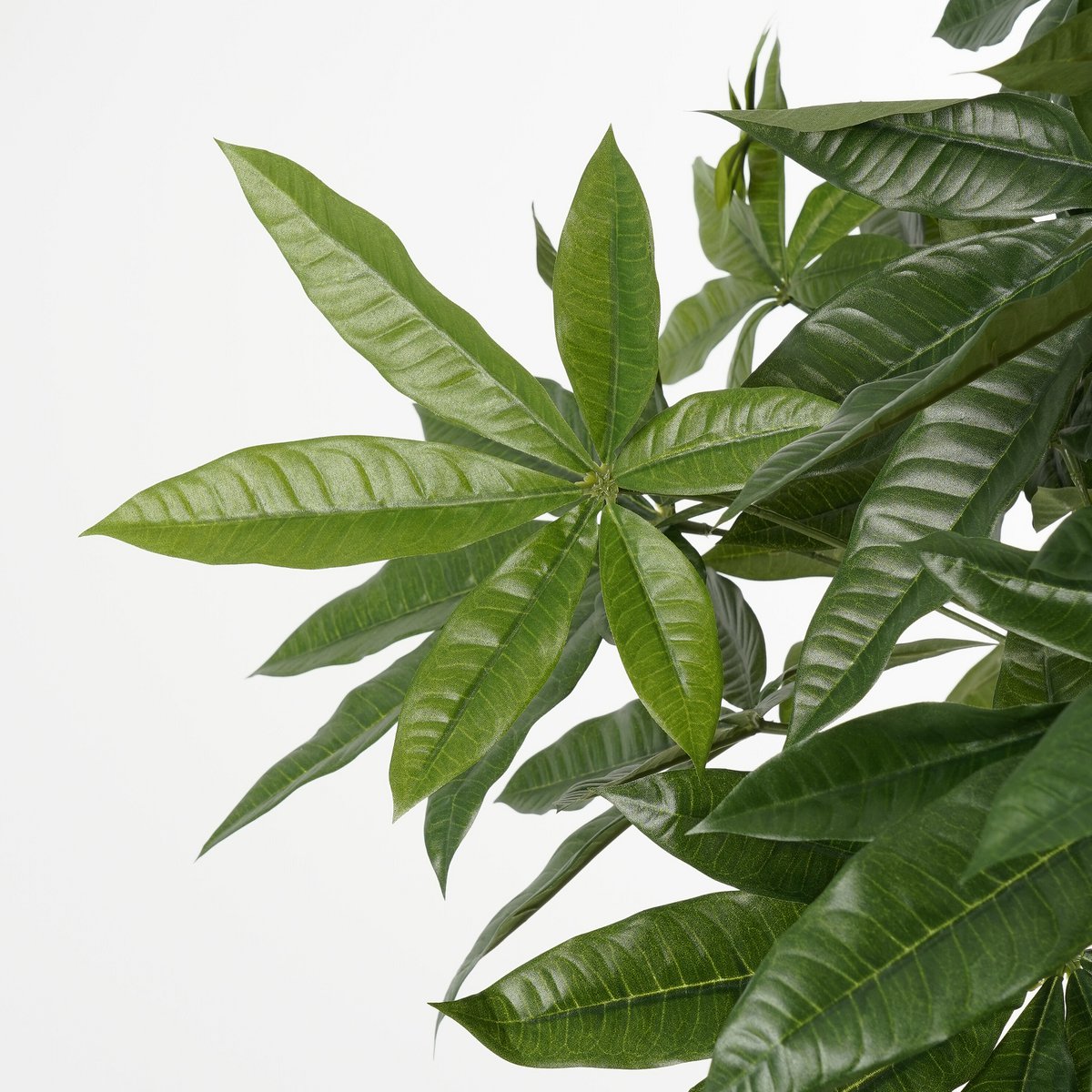 Image de diapositive