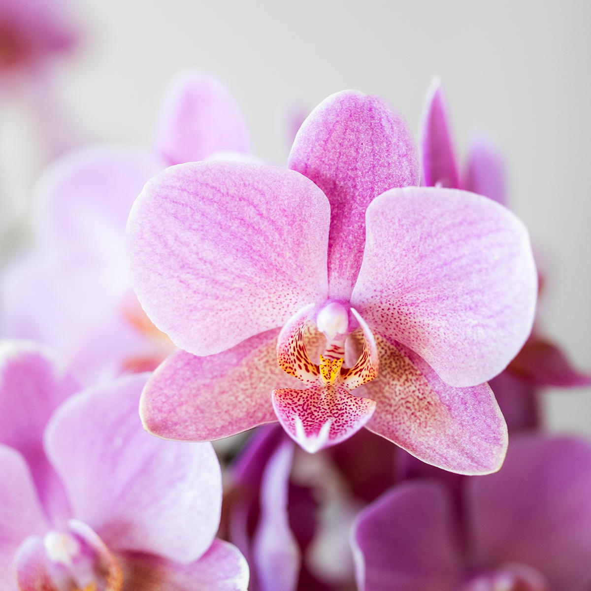 Lot de 2 orchidées Kolibri surprise en pot Ø9 cm