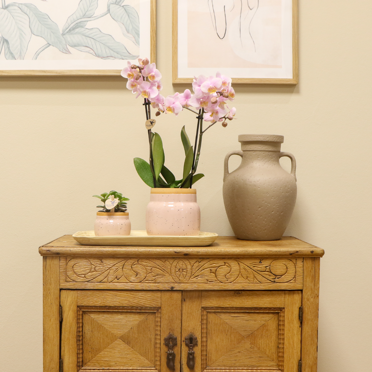 Ensemble de plantes avec orchidée Phalaenopsis rose et succulente