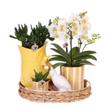 Coffret cadeau avec orchidée Phalaenopsis blanche et succulentes en céramique
