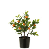 Oranger J-Line en pot, ambiance moderne et élégante