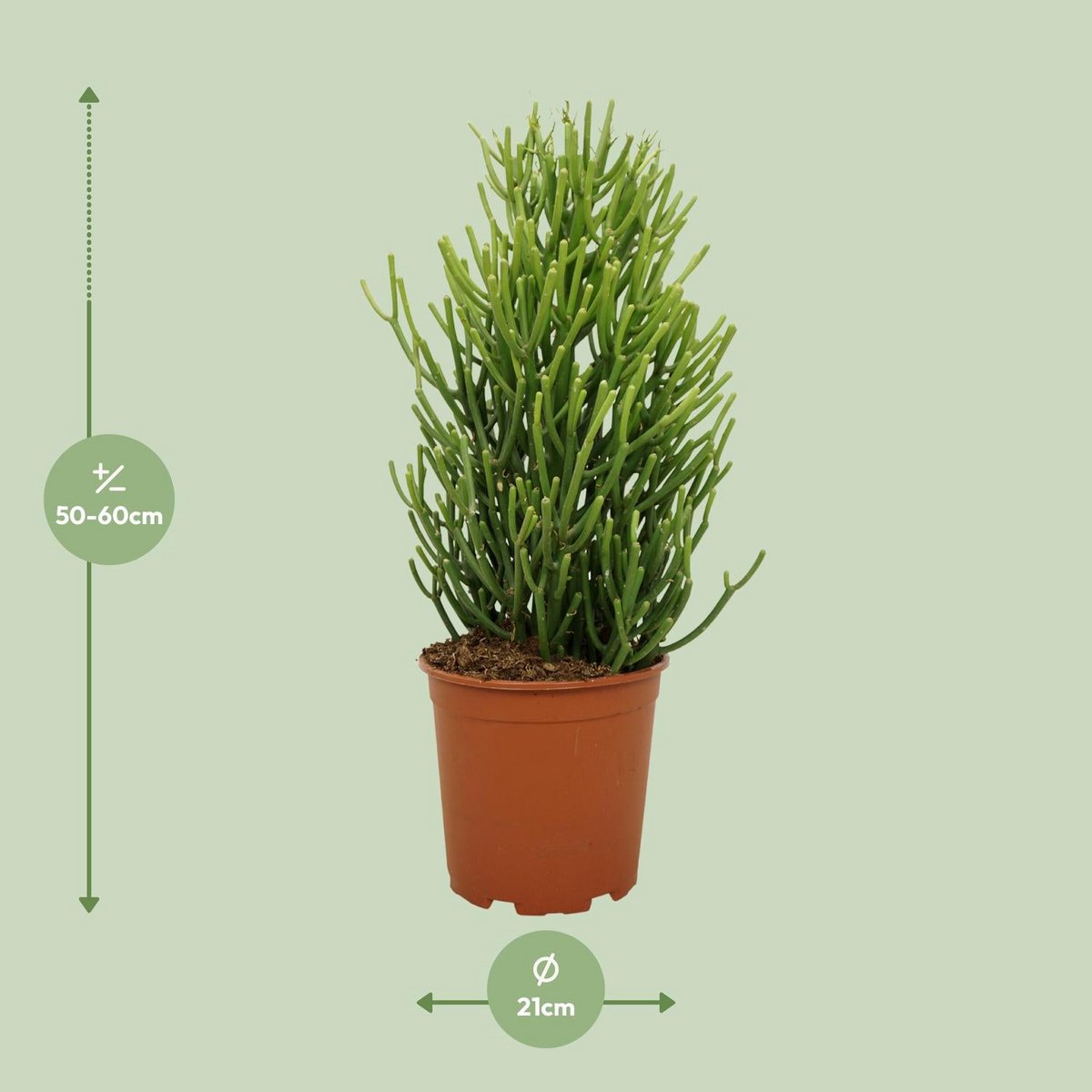 Euphorbia Tirucalli - Ø21cm - ↕60cm