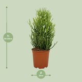 Euphorbia Tirucalli - Ø21cm - ↕60cm