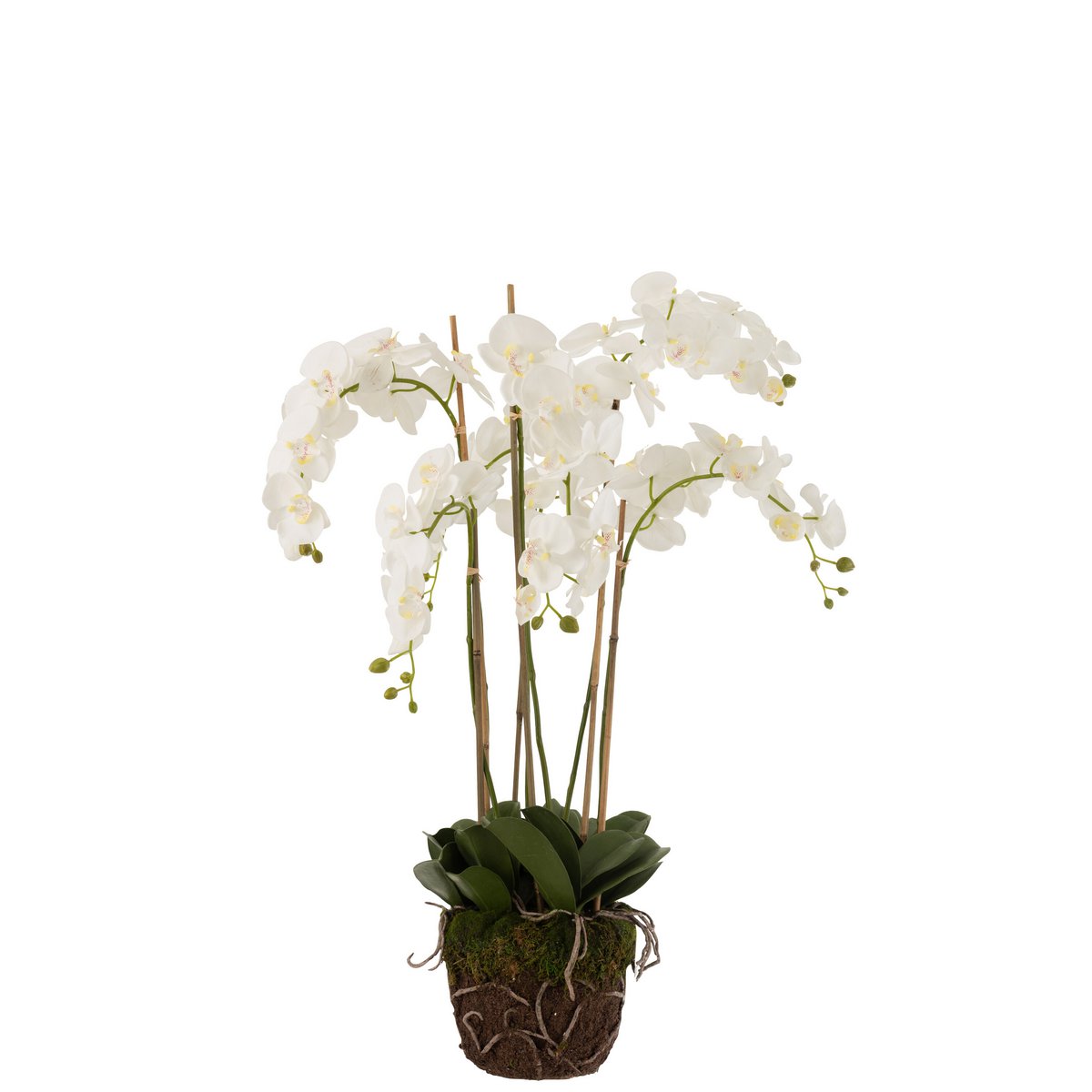 Orchidée J-Line dans un salon moderne, ajoutant une touche de nature