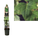 Hedera Helix +3.0 Label - Ø23cm - ↕115cm