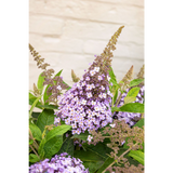 Buddleja Dav. 'Butterfly Candy Lila Sweetheart' - Ø19cm - ↕25cm