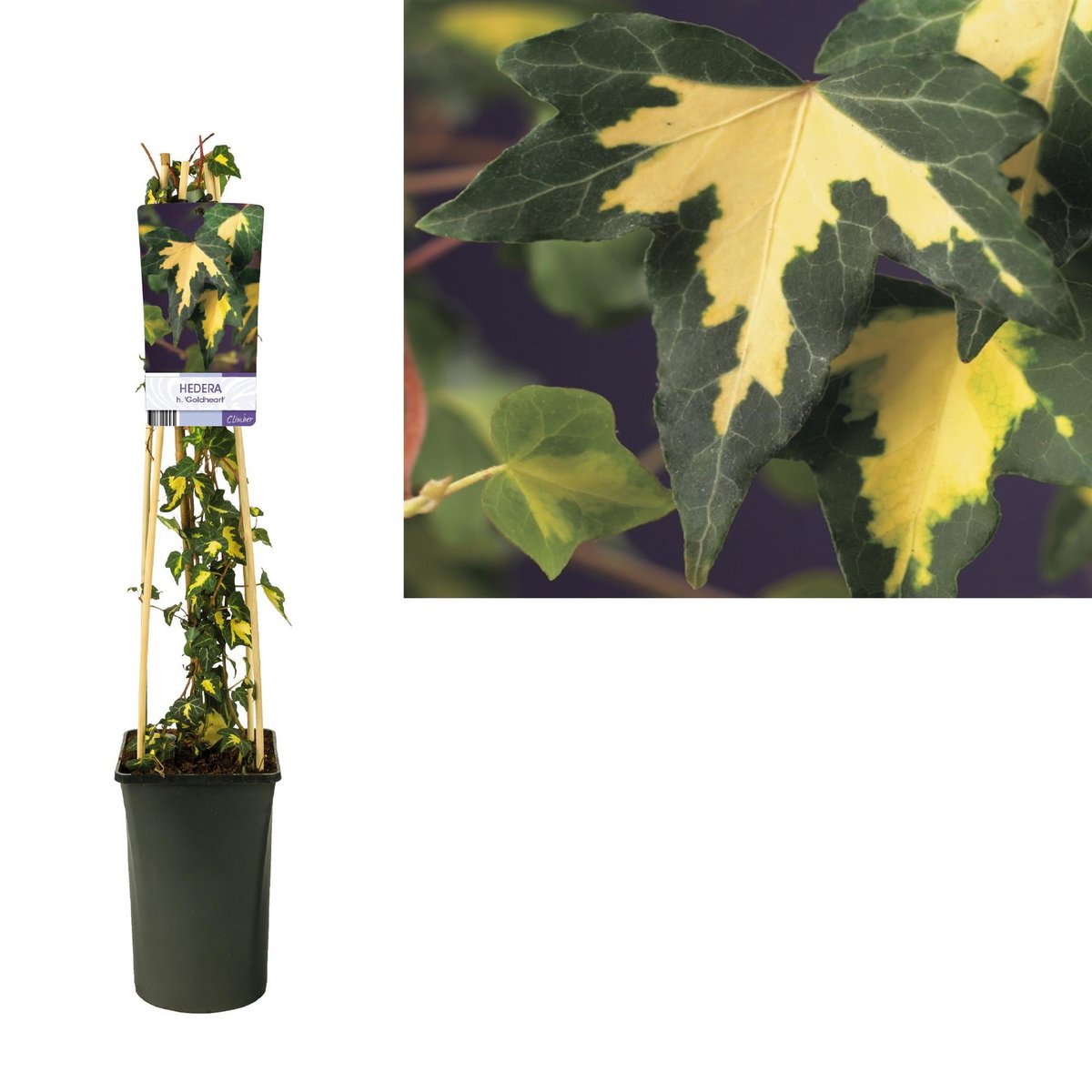 Image de diapositive