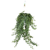 Hedera Helix Pitsburg - Hang / xxl - Ø24cm - ↕cm