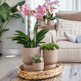 Orchidée phalaenopsis jaune en pot céramique sable