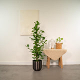 Le fichier Microcarpa Monclam - ↨95cm - Ø21cm + Pot Idk Lead