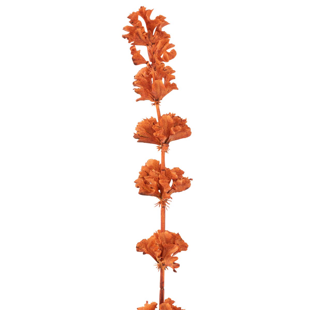 Branche Bells Of Ireland J-Line en plastique orange, vue d'ensemble