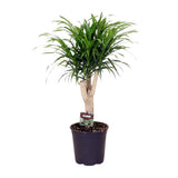 Dracaena Ref. Anita - Ø21cm - ↕70cm