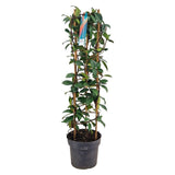 Plante artificielle Trachelospermum jasminoides Ø17 cm H70 cm