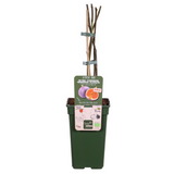 Ficus Tasssimo - Ø19cm - ↕50cm - Ø19 - ↨50cm
