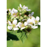 Framboisier Rubus idaeus 'Sugana Red' Ø13 cm 45 cm