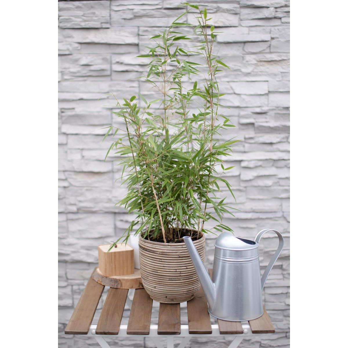 Fargesia Rufa - Bambou compact avec feuillage vert clair