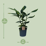 Alpinia Ø21 cm Hauteur 80 cm