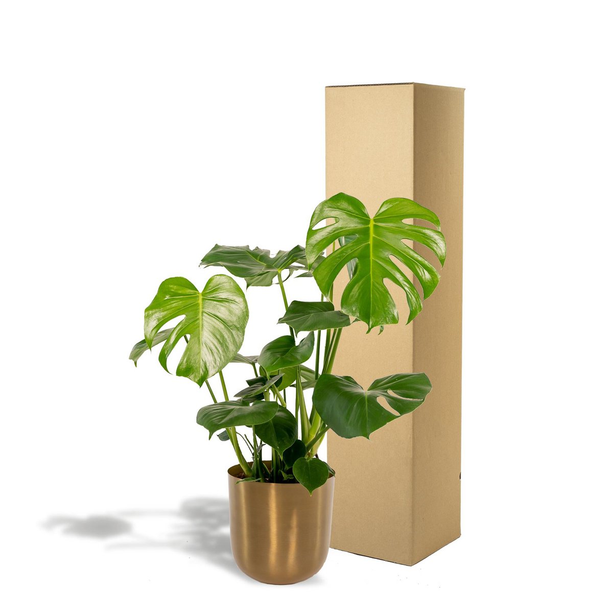 Emballage sécurisé de la Monstera Deliciosa pour la livraison