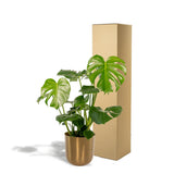 Emballage sécurisé de la Monstera Deliciosa pour la livraison