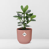 Clusia Princess en pot rose