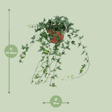 Hedera Helix Shamrock - moyen long - Ø13cm - ↕cm