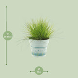 Deschampsia Flexuosa AmiLime - Ø11cm - ↕25cm