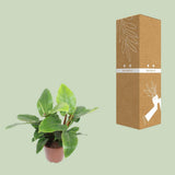 Plante Philodendron Imperial vert