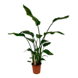 Stralitzia nicolai - Ø21cm - ↕120cm