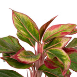 Aglaonema Crète - ø12cm - ↕30cm